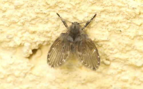 Clogmia albipunctata